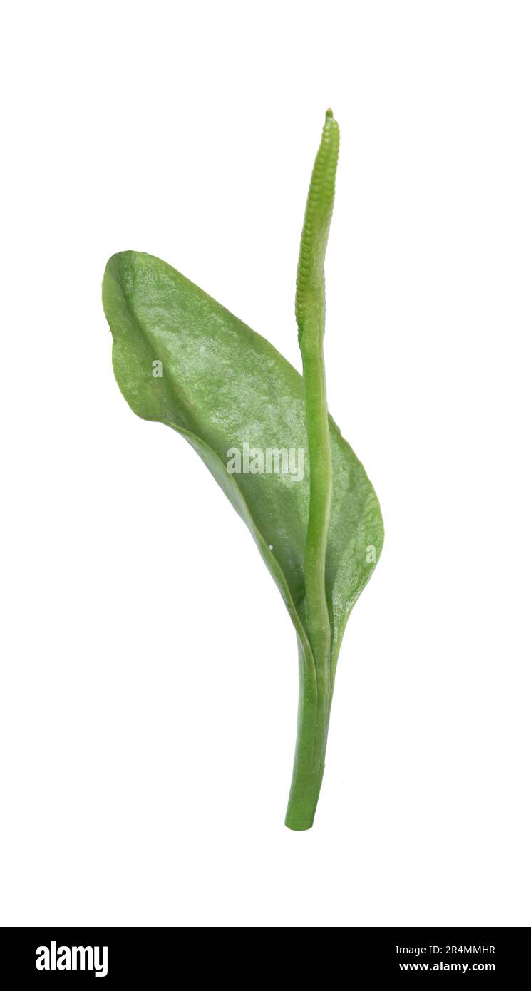 Adder's-Tongue Fern - Ophioglossum vulgatum Foto Stock