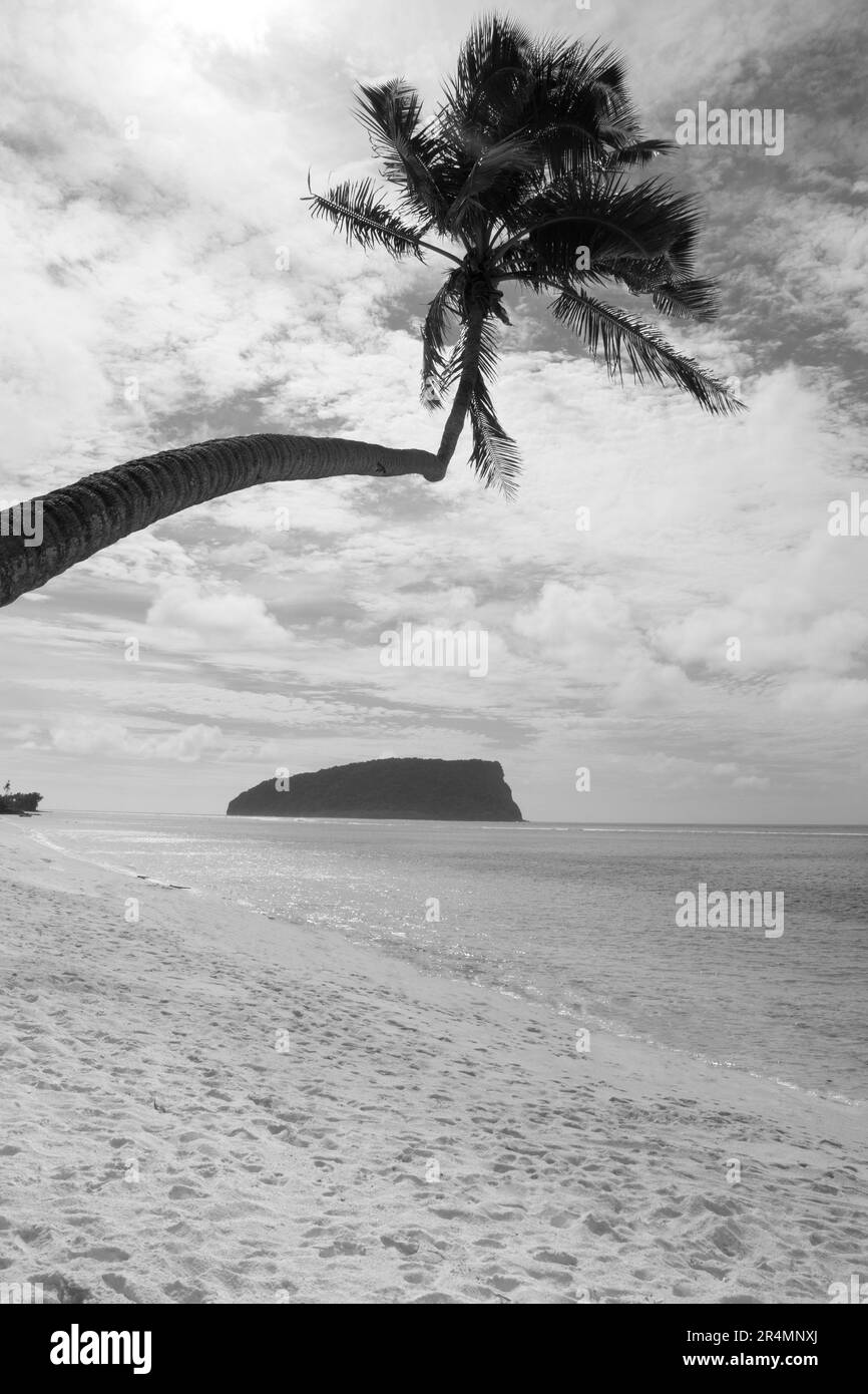 Fotografia in bianco e nero di palme su un'isola esotica Foto Stock