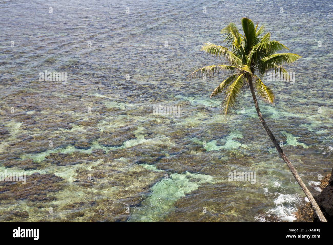 Singola palma che si appoggia sulla barriera corallina di Samoa, Sud Pacifico Foto Stock