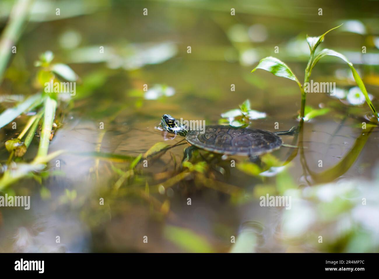 Angolo laterale di tartaruga dipinta occidentale in habitat stagno. Foto Stock