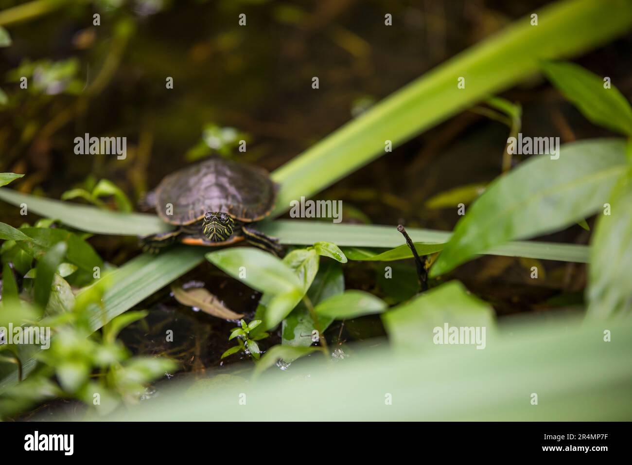 Tartaruga dipinta occidentale appollaiata sulla vegetazione sopra lo stagno. Foto Stock