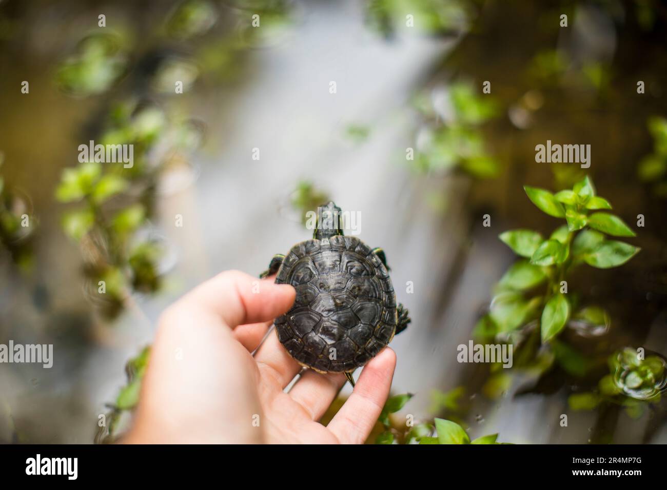 Angolo alto di un ricercatore che rilascia una tartaruga dipinta occidentale Foto Stock
