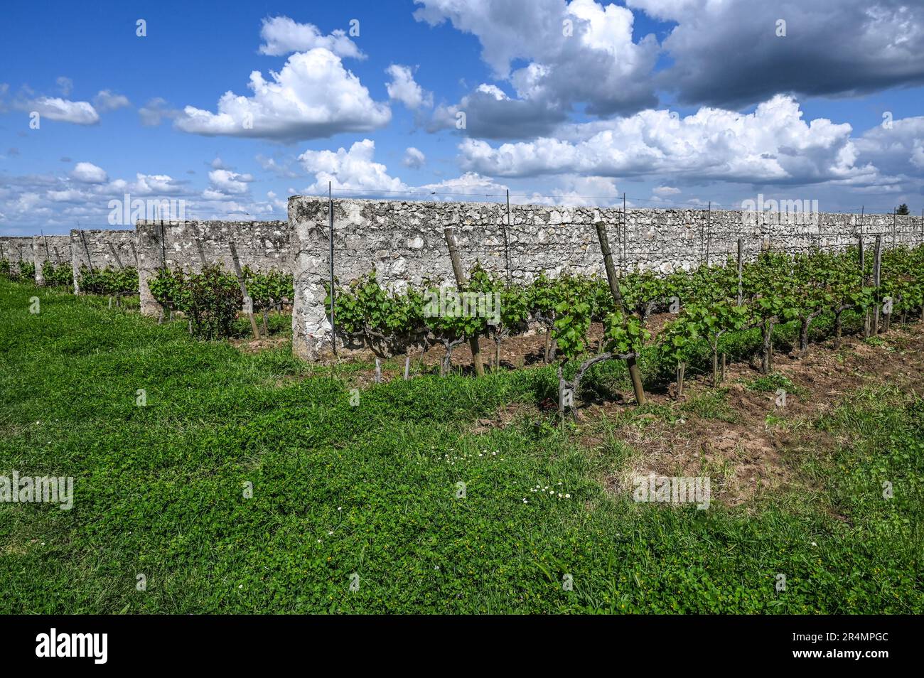 Le Clos d'Entre les Murs è un vigneto unico, concepito da Antoine Christal nel 1894 vicino Saumur, nella Val de Loire. Francia Foto Stock