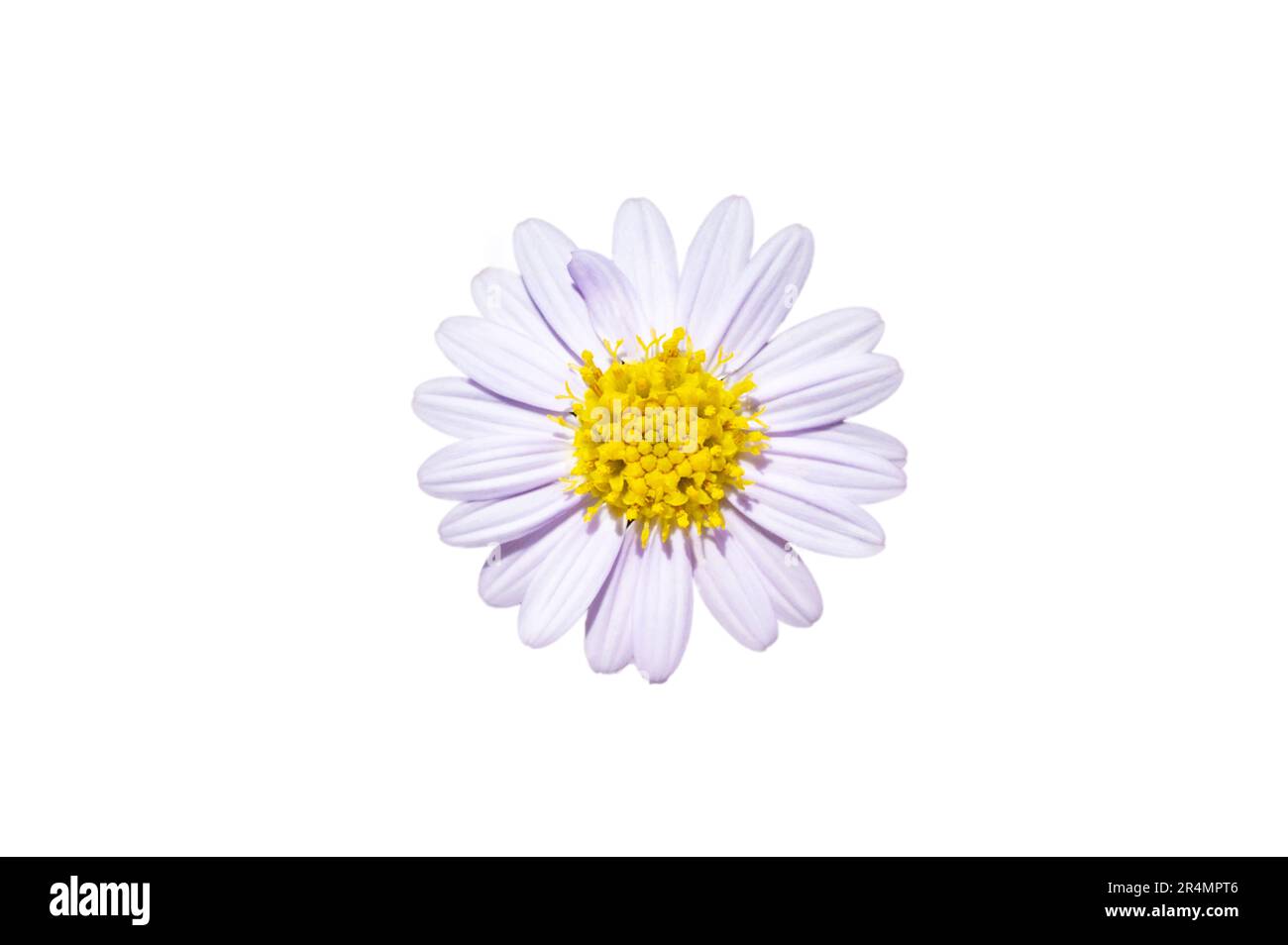 Fiore bianco a margherita su sfondo bianco. Isolare Foto Stock