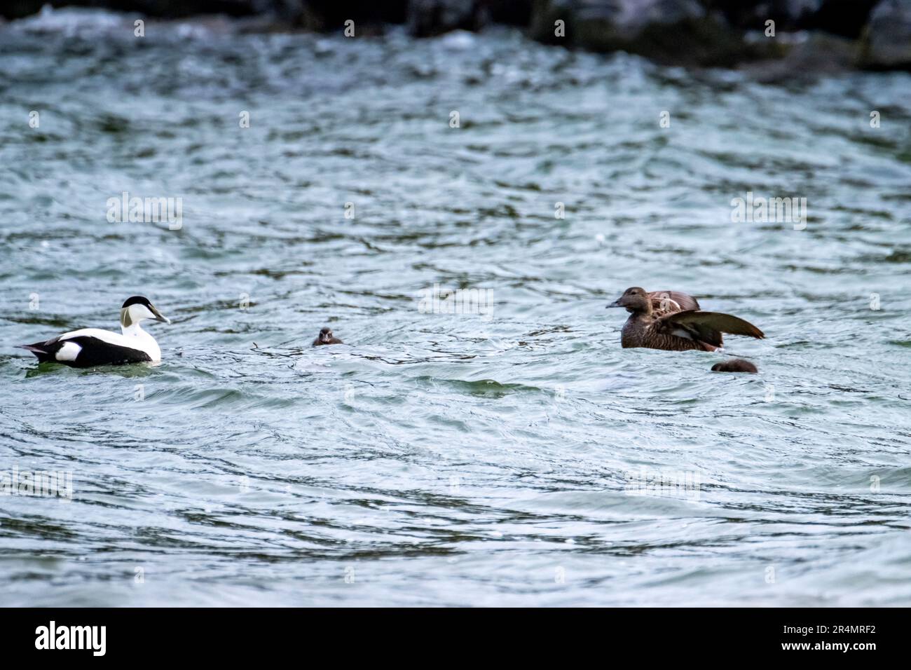 Famiglia degli Eiders comuni che addestrano i loro anatroccoli sull'Oceano Atlantico. Foto Stock