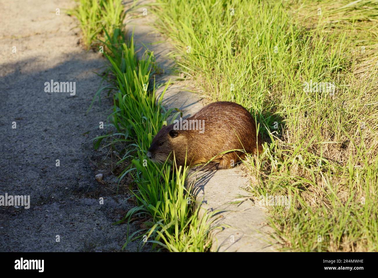 Ratto gigante dopo l'alluvione di Ravenna Foto Stock