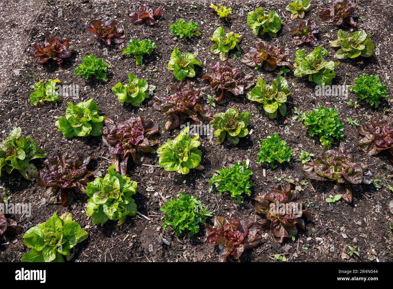 Varietà di lattuga che crescono in un giardino di verdure all'inizio dell'estate. Foto Stock