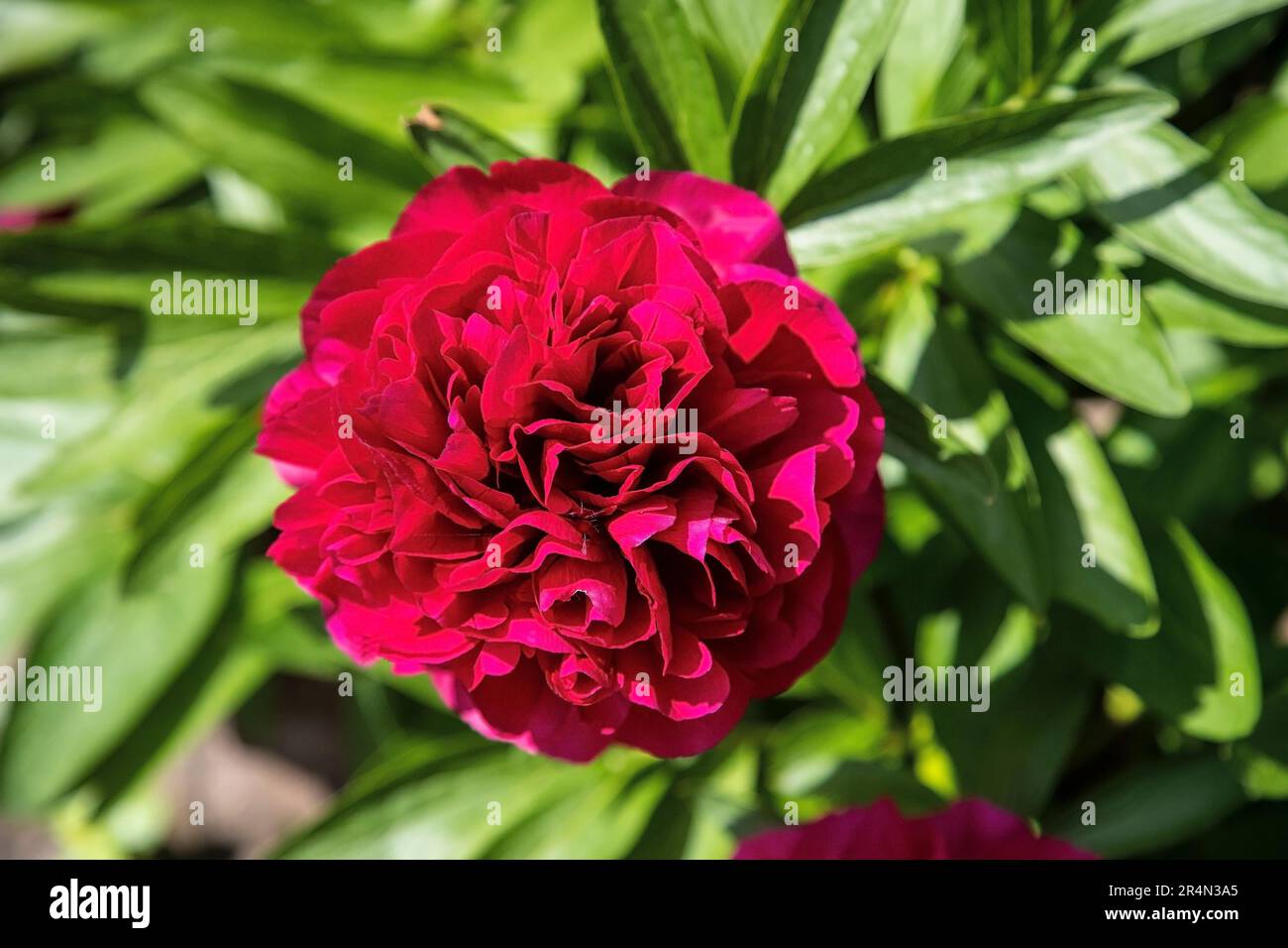 Singolo Rosso fioritura precoce fiore di Peonia (Paeonia lactiflora) con una fioritura perfettamente formata in un giardino domestico del Regno Unito nel mese di maggio. Foto Stock