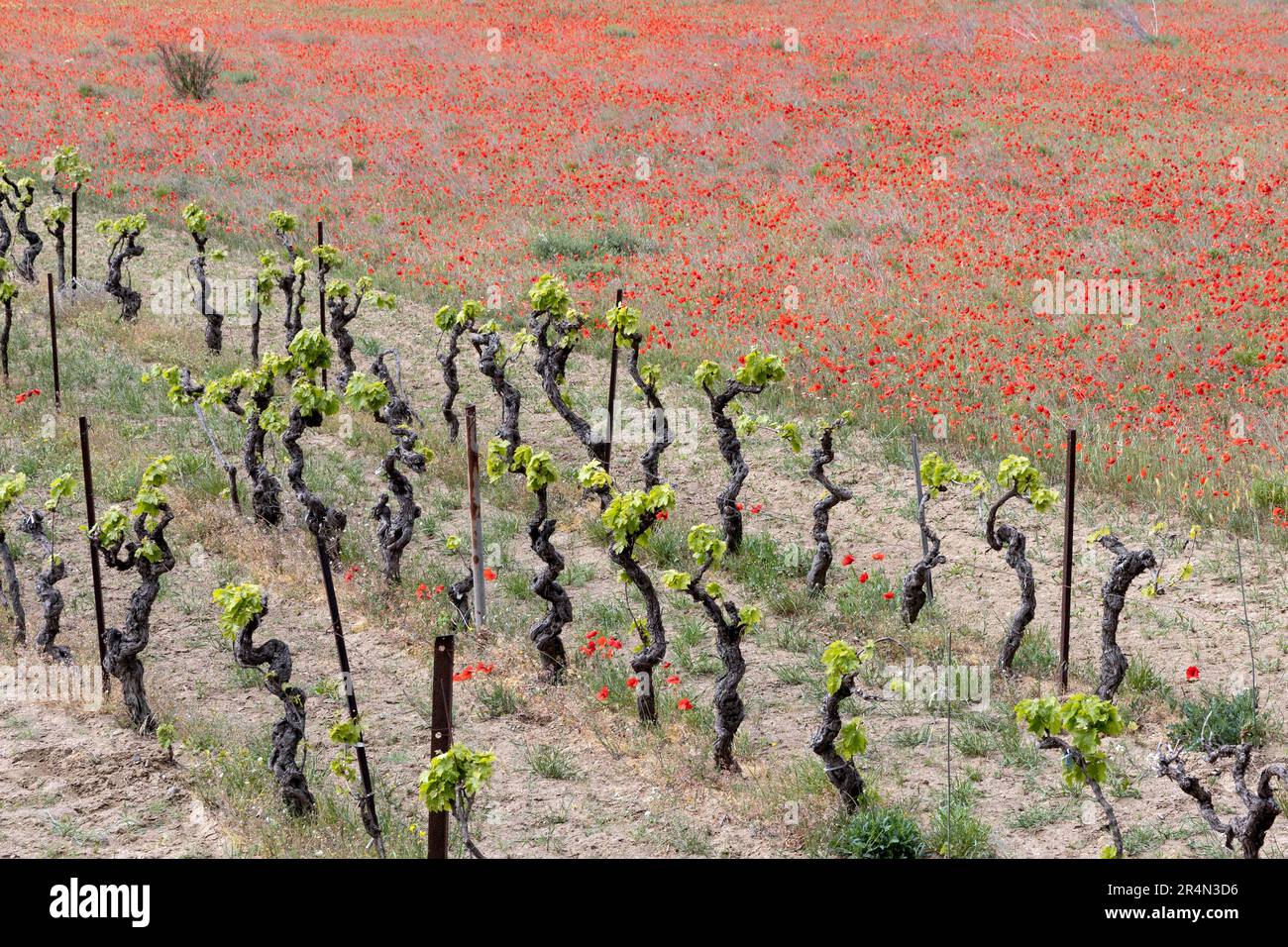 Papaveri e viti a Bize-Minervois, un piccolo villaggio francese nel dipartimento di Aude Foto Stock