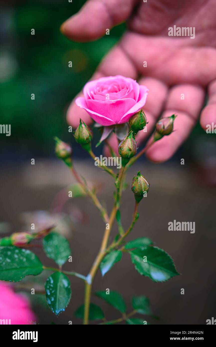 Rosa rosa tenuta da una mano raffigurata su uno sfondo verde Foto Stock
