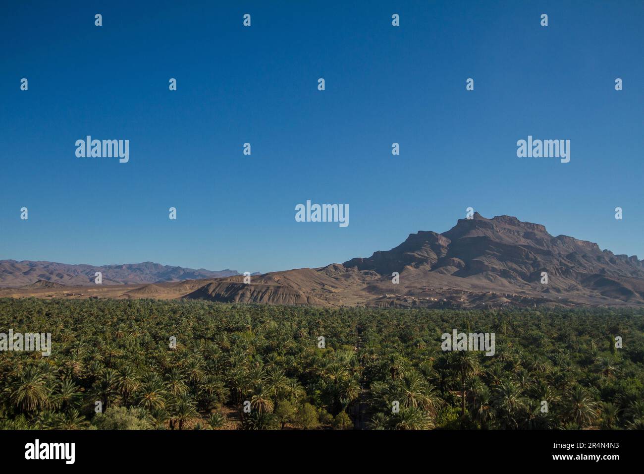 La lussureggiante oasi di palme da dattero ad Agdz, in Marocco, con il torreggiante monte Jbel Kissane sullo sfondo che crea un panorama contrastante. Foto Stock
