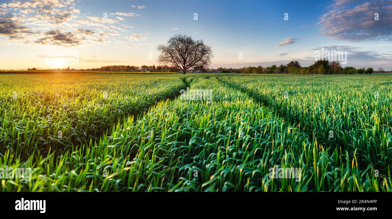 Verde grano volato panorama con albero al tramonto, campagna Foto Stock