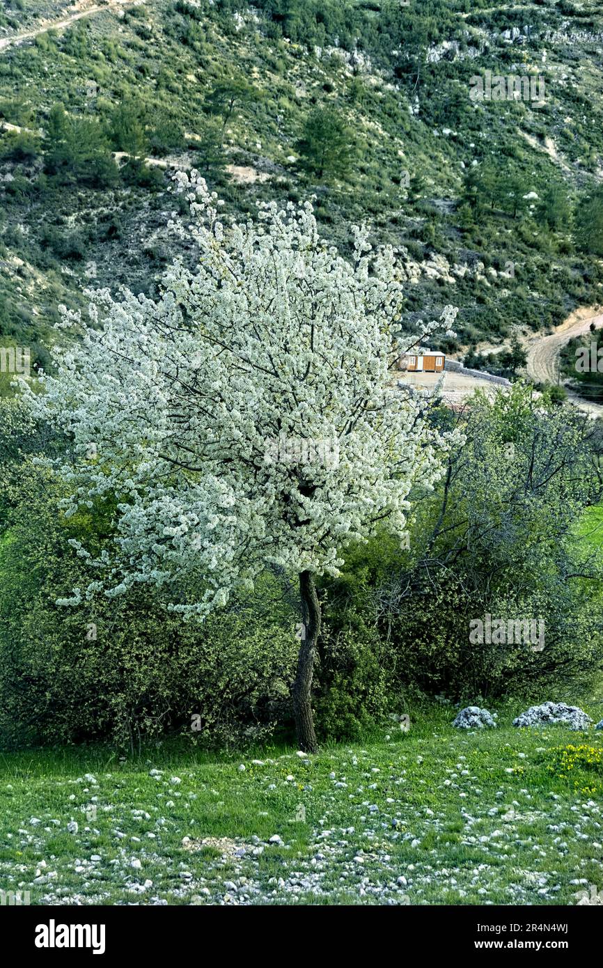 Primavera sulla Via Licia, Saribelen Turchia Foto Stock