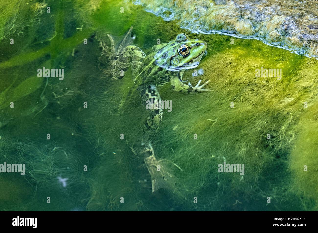 Rana d'acqua anatolica in uno stagno, Gelemis, Turchia Foto Stock