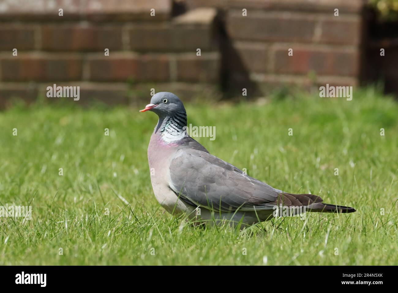 piccione di legno Foto Stock