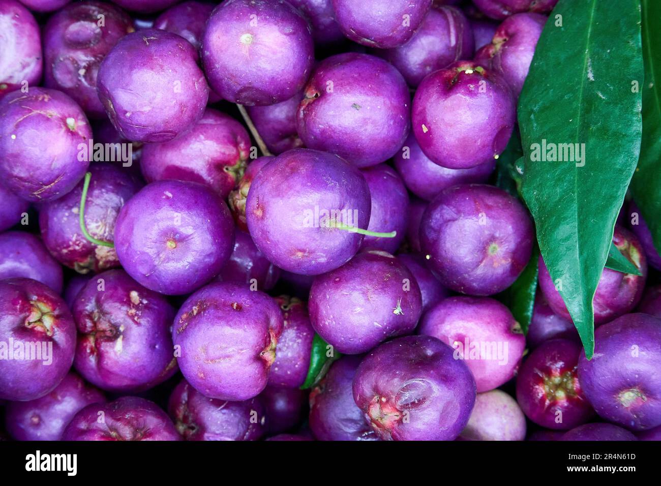Un primo piano dei frutti di bosco maturi di Lilly Pilly, Syzygium smithii, che è un cibo australiano aborigeno bush Foto Stock