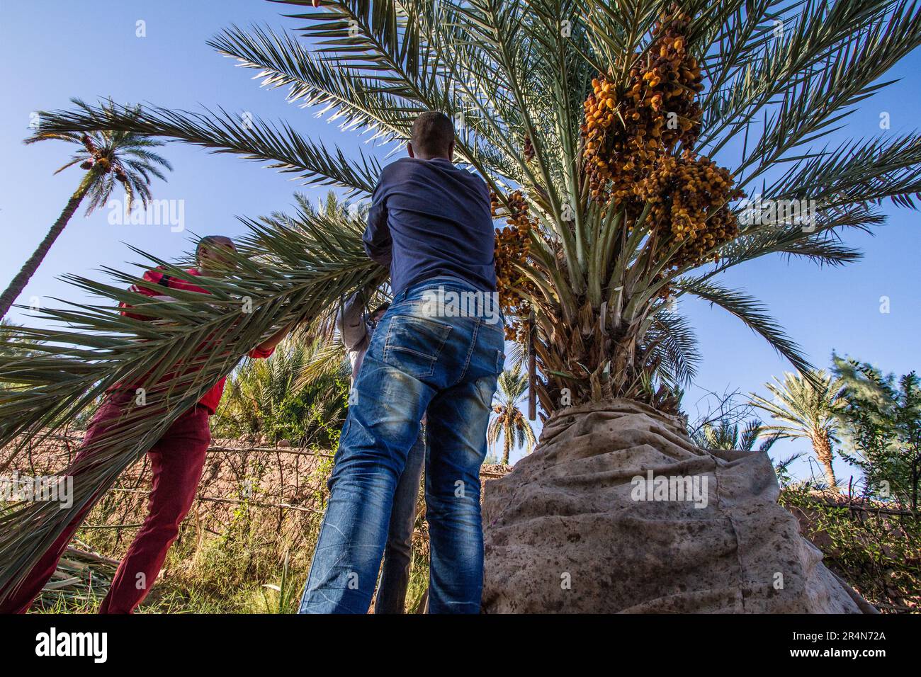 Raccolta di palme da datto da una famiglia agricola marocchina nella zona di Agdz, Marocco Foto Stock