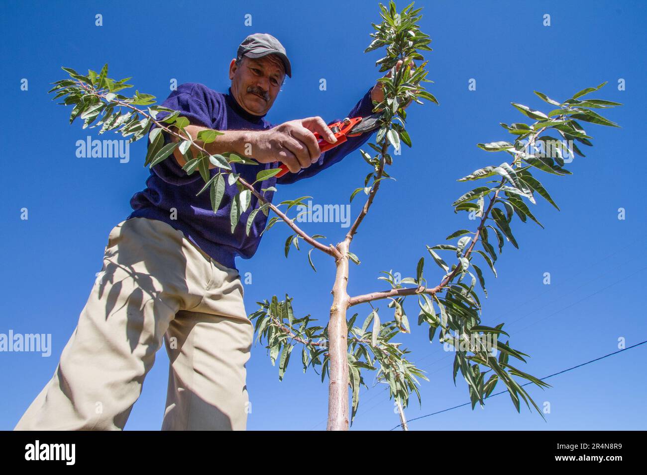Il contadino marocchino si è impegnato attivamente nel Pruning di un albero di mandorle per una migliore resa di frutta Foto Stock