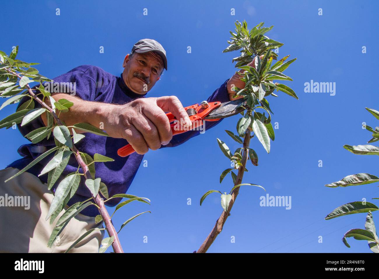 Contadino marocchino che esegue la punizzazione della frutta su un albero di mandorle Foto Stock