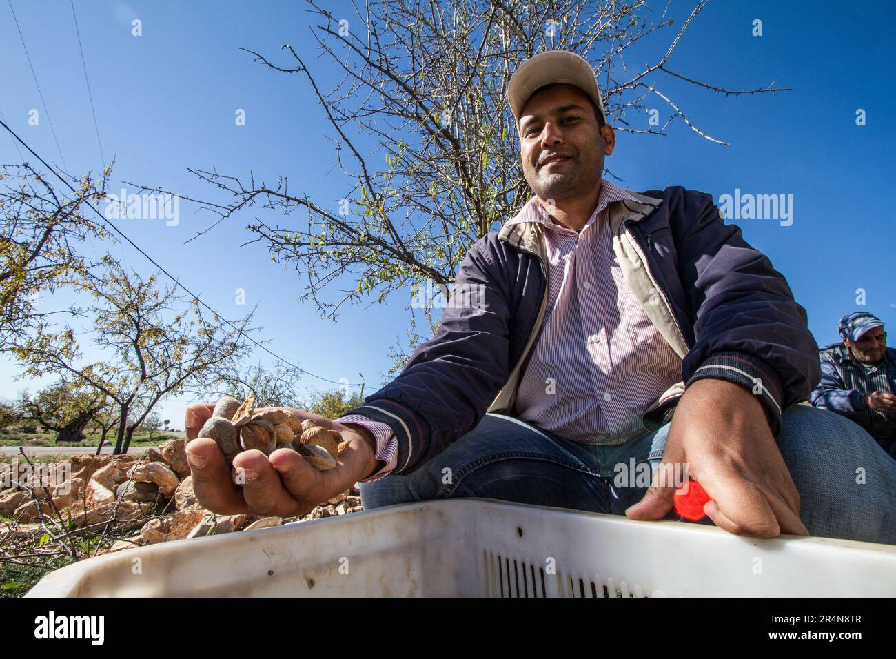 Coltivatore che mostra le mandorle di raccolta da un albero di mandorle Foto Stock