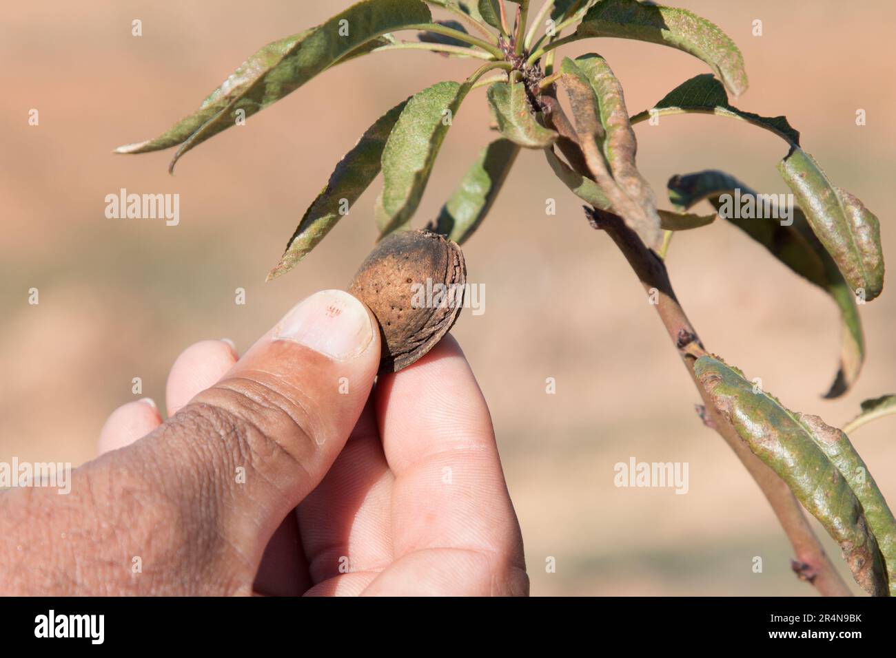 Processo di raccolta: Coltivatore che raccoglie un Almond dall'albero Foto Stock