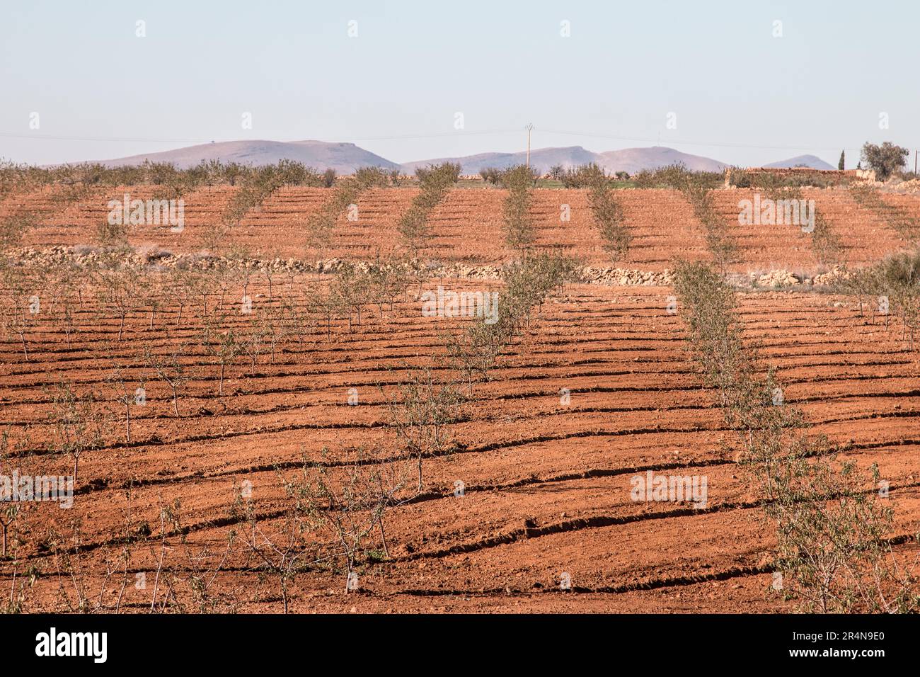 Almond boschetti che crescono a Sidi Bouhria, vicino a Oujda, Marocco Foto Stock