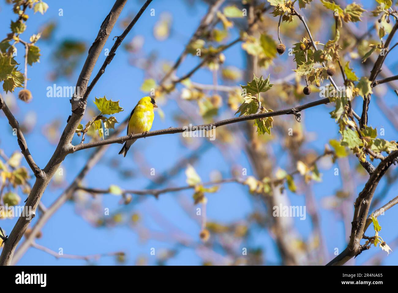 Goldfinch maschile americano (Spinus tristis) in un piumaggio di allevamento. Chesapeake e Ohio Canal National Historical Park. Maryland. STATI UNITI Foto Stock