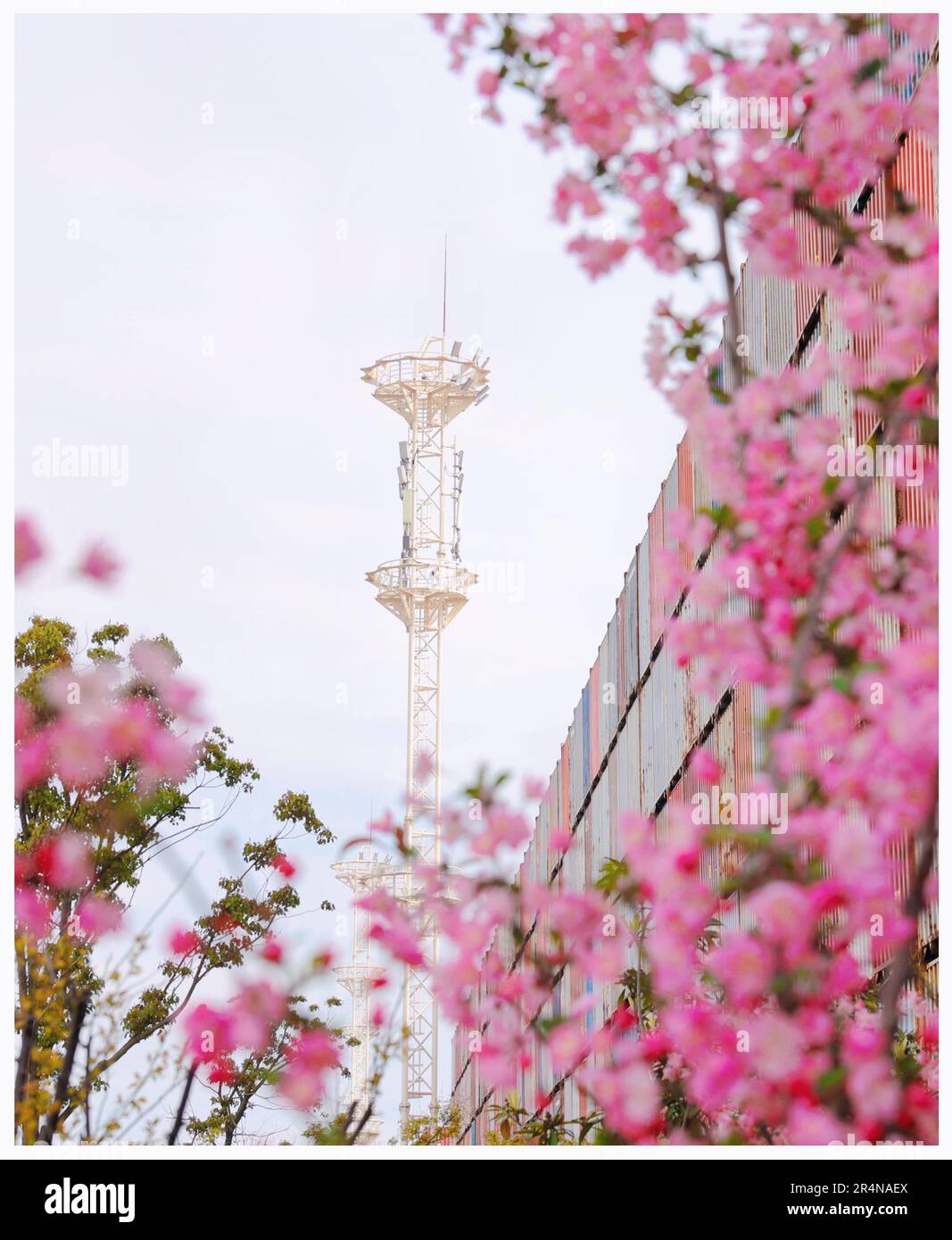 SUZHOU, CINA - 29 APRILE 2023 - (FILE) il porto di Taicang nel Mare dei fiori a Suzhou, provincia di Jiangsu, Cina, 29 marzo 2023. Foto Stock