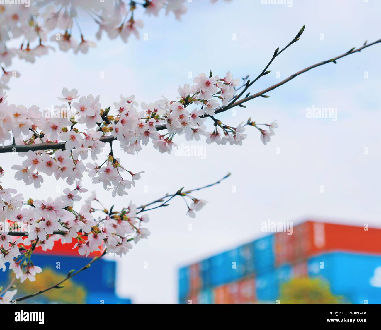 SUZHOU, CINA - 29 APRILE 2023 - (FILE) il porto di Taicang nel Mare dei fiori a Suzhou, provincia di Jiangsu, Cina, 29 marzo 2023. Foto Stock