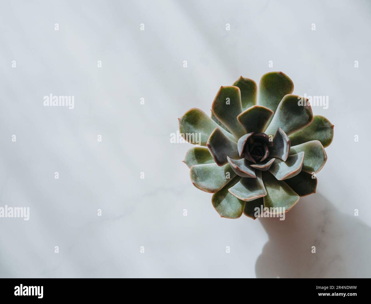 Piccolo Pretty Echeveria Pulidonis rosso succulente in pentola su fondo bianco. Vista frontale. spazio di copia Foto Stock