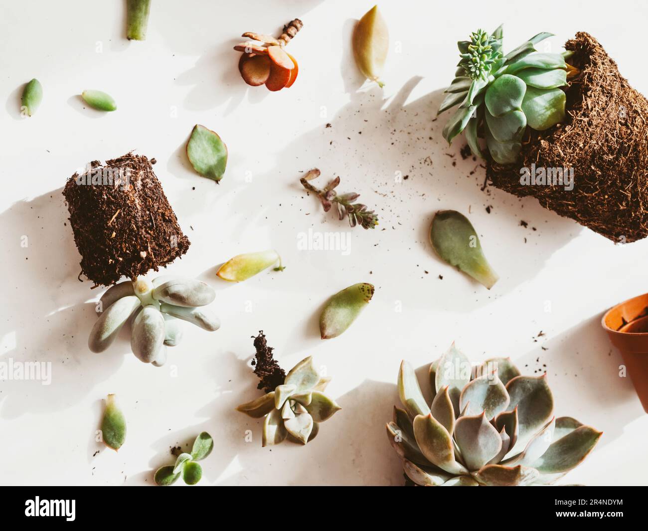 Foglie di succulenti varie per le piantine su fondo di tavola bianco. Propagazione di piante succulente. Concetto di lavori del giardino della molla. Vista dall'alto Foto Stock