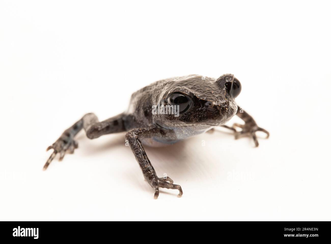 Rospo di Hasselt, rospo di Giava, rana da cucciolata di Hasselt, Leptobrachium hasseltii isolato su sfondo bianco Foto Stock