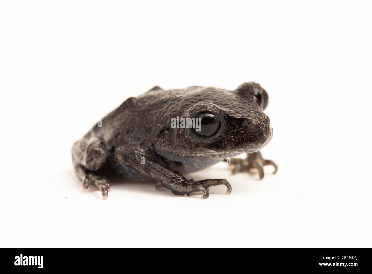 Rospo di Hasselt, rospo di Giava, rana da cucciolata di Hasselt, Leptobrachium hasseltii isolato su sfondo bianco Foto Stock