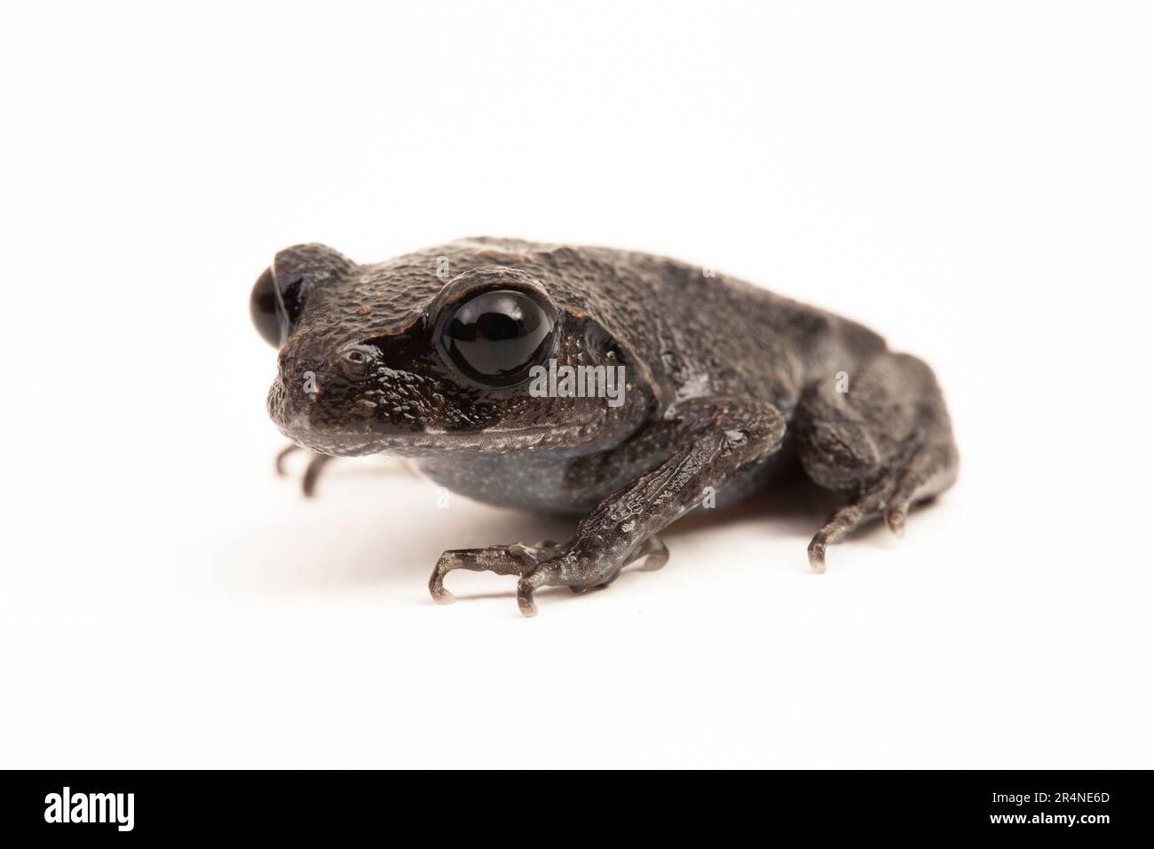 Rospo di Hasselt, rospo di Giava, rana da cucciolata di Hasselt, Leptobrachium hasseltii isolato su sfondo bianco Foto Stock