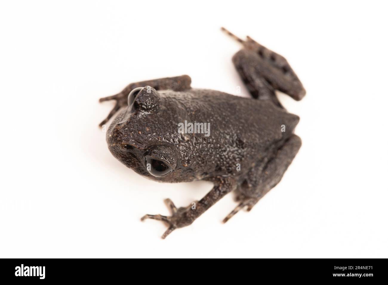 Rospo di Hasselt, rospo di Giava, rana da cucciolata di Hasselt, Leptobrachium hasseltii isolato su sfondo bianco Foto Stock