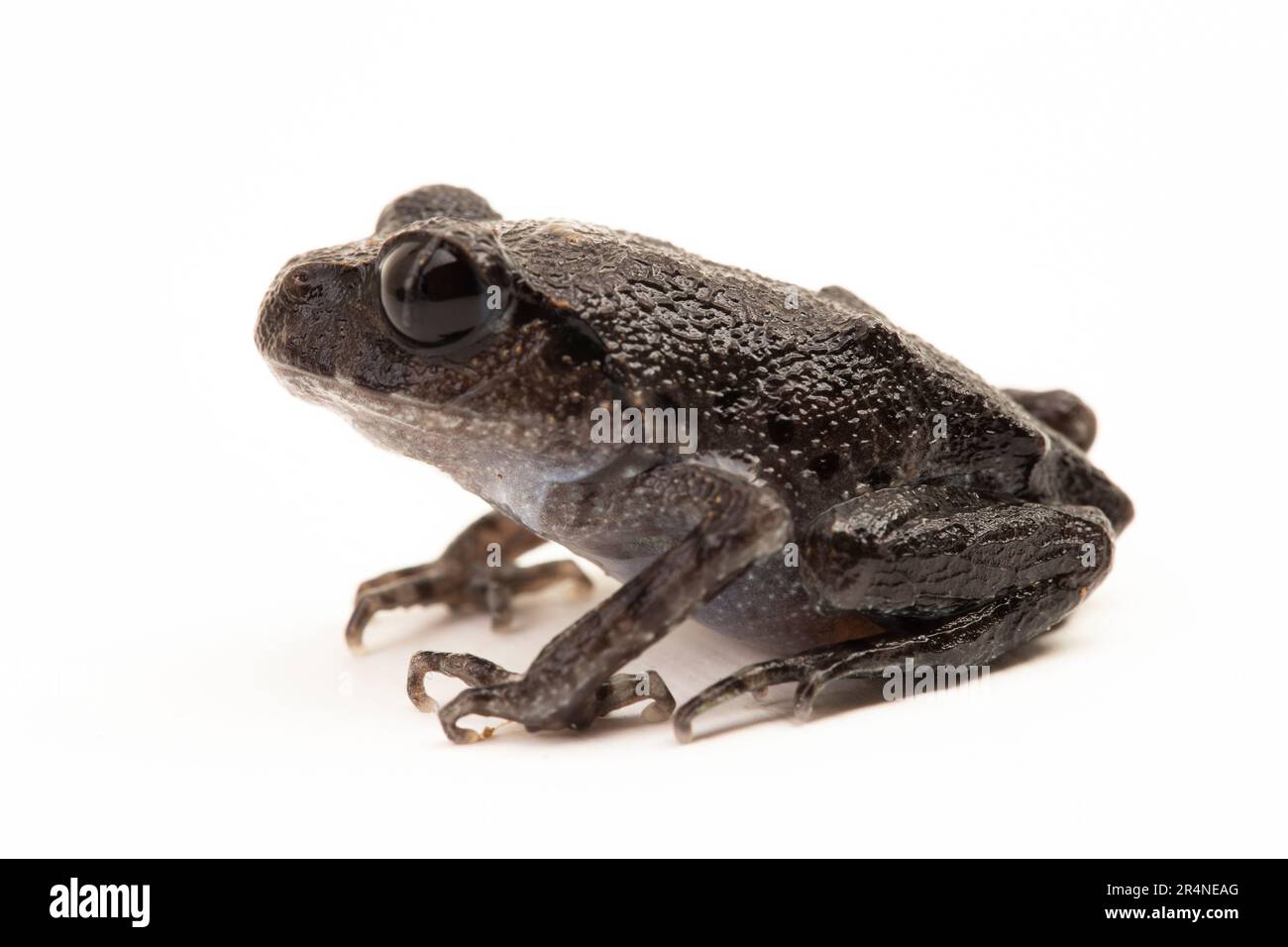 Rospo di Hasselt, rospo di Giava, rana da cucciolata di Hasselt, Leptobrachium hasseltii isolato su sfondo bianco Foto Stock