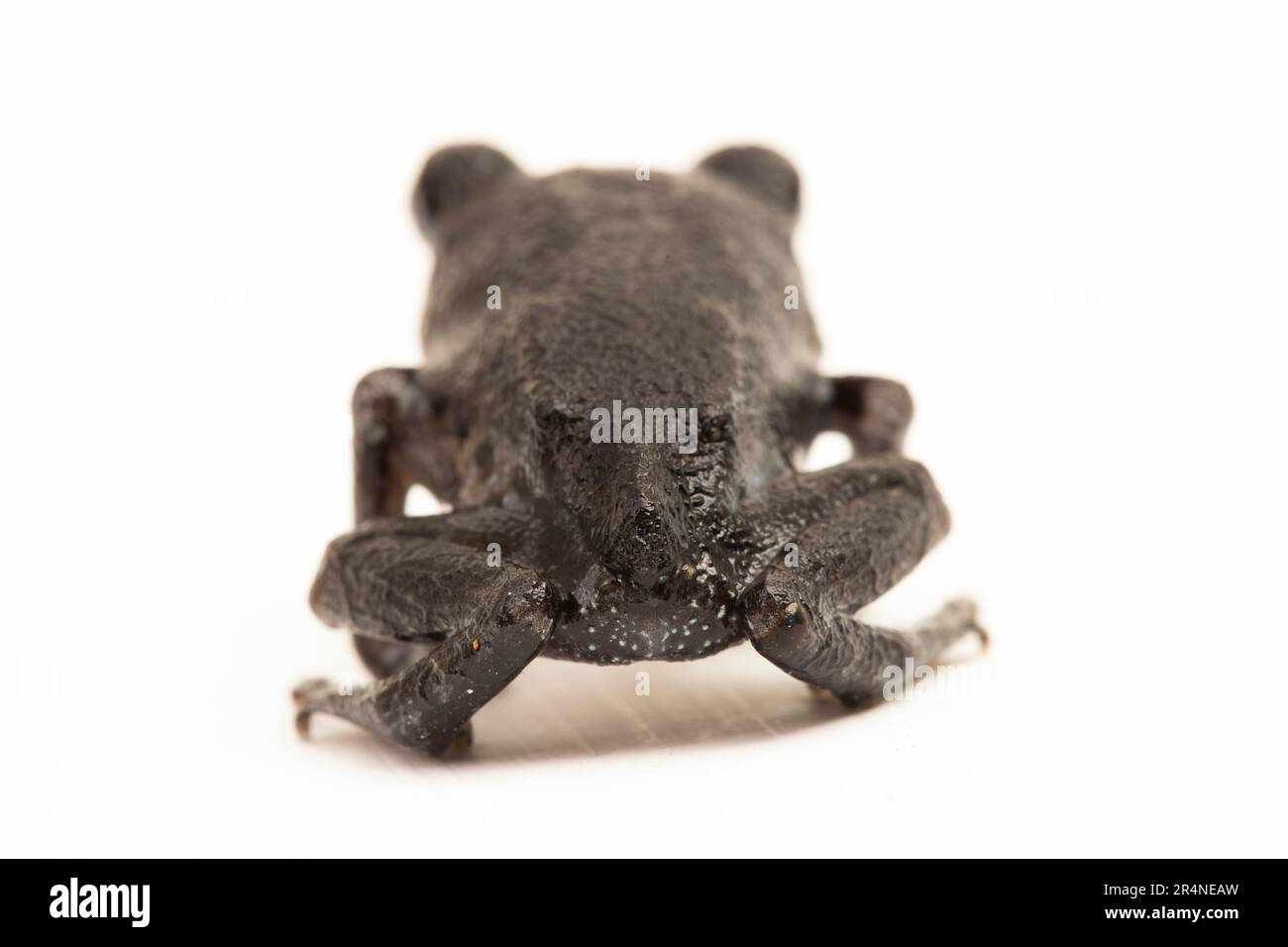 Rospo di Hasselt, rospo di Giava, rana da cucciolata di Hasselt, Leptobrachium hasseltii isolato su sfondo bianco Foto Stock
