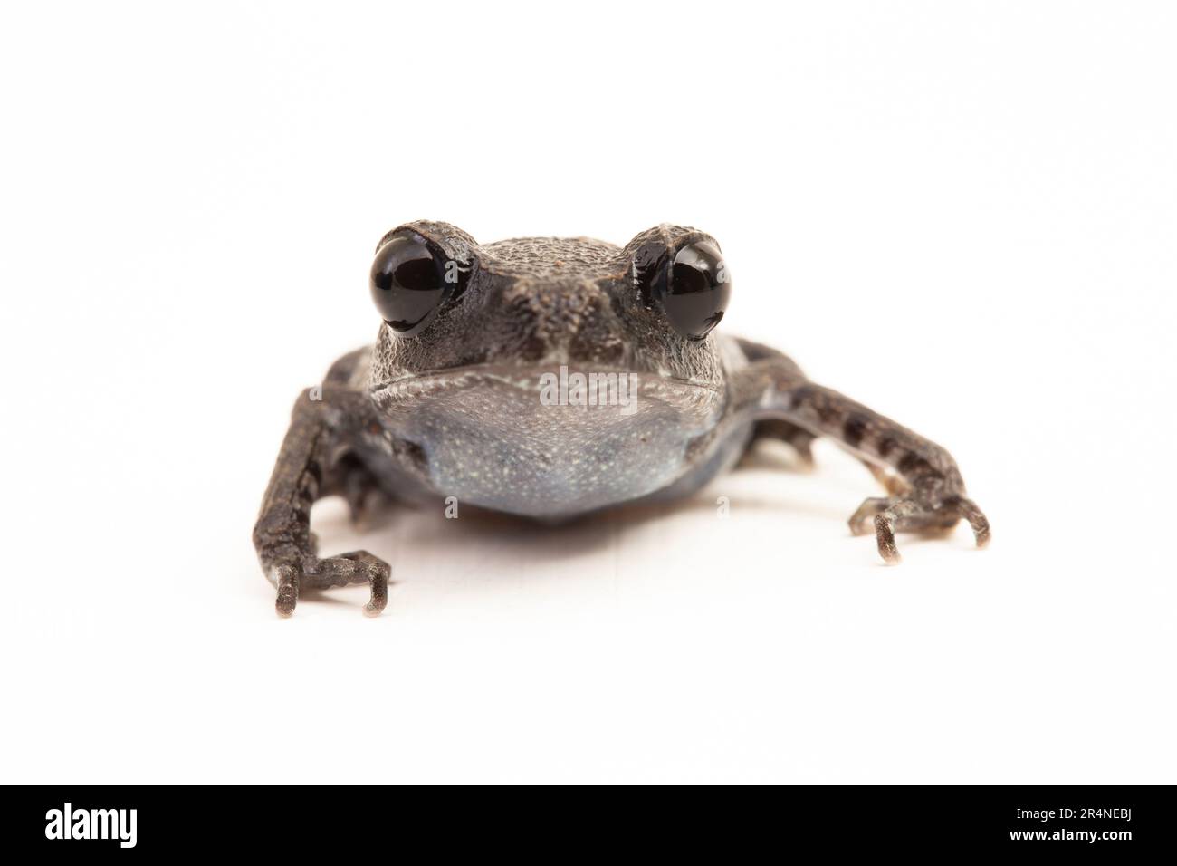 Rospo di Hasselt, rospo di Giava, rana da cucciolata di Hasselt, Leptobrachium hasseltii isolato su sfondo bianco Foto Stock