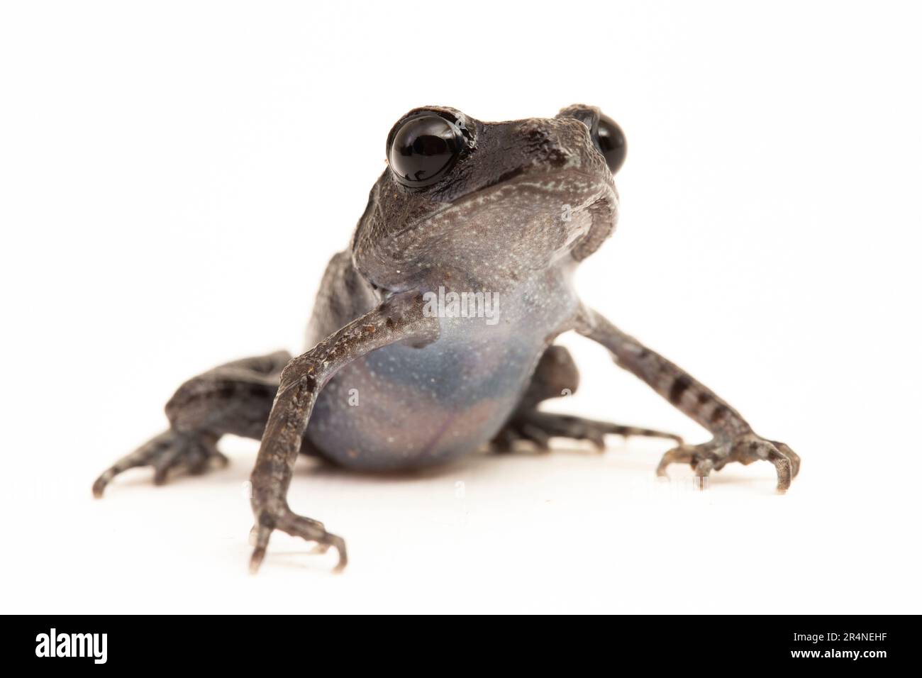 Rospo di Hasselt, rospo di Giava, rana da cucciolata di Hasselt, Leptobrachium hasseltii isolato su sfondo bianco Foto Stock