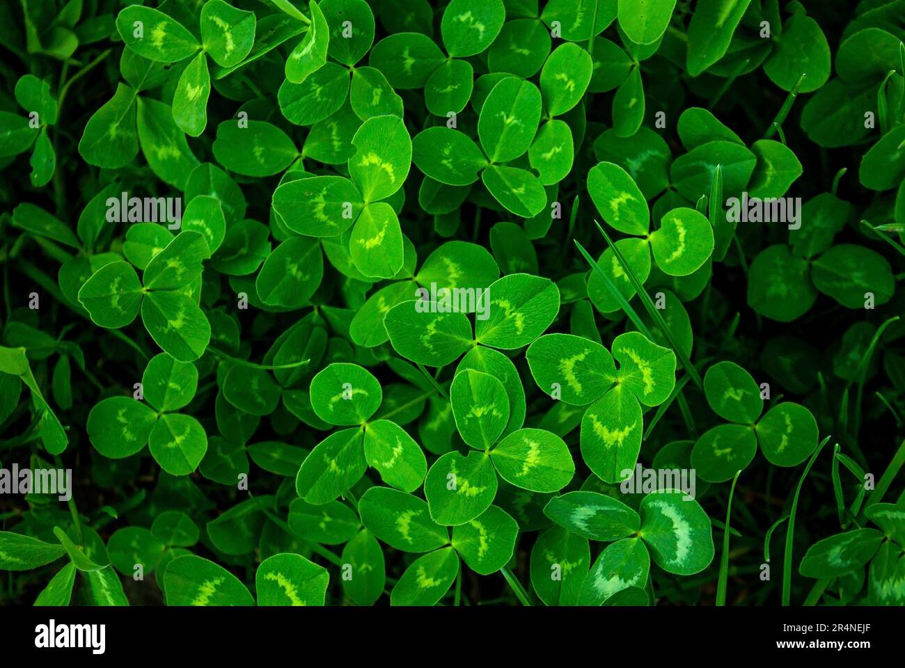Primo piano di un vero trifoglio di foglie su sfondo verde del campo di shamrock. Clovers erba texture. Foglie naturali astratte nella foresta con spazio copia, vie top Foto Stock
