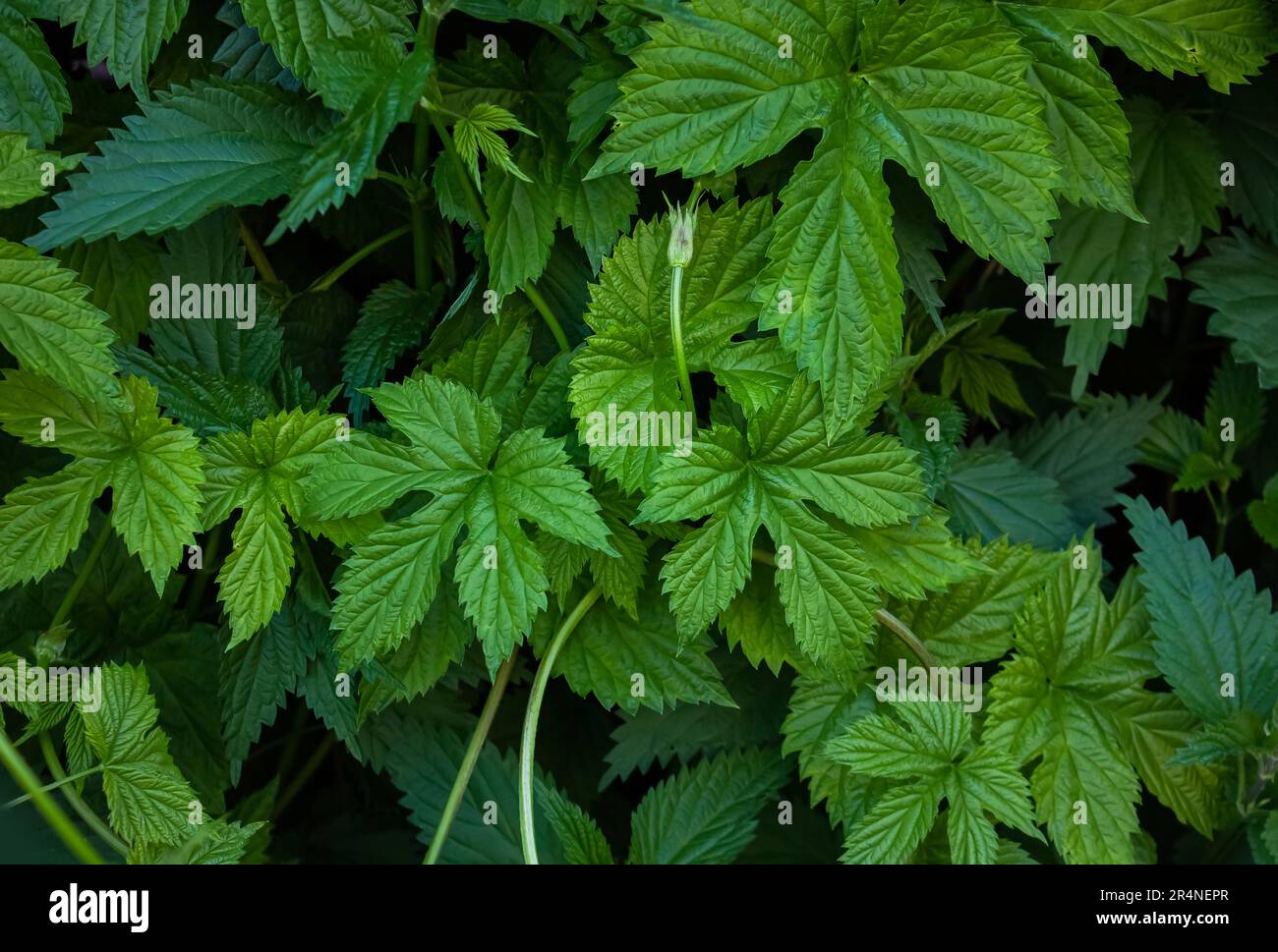 Primo piano di verde Hop foglie sfondo modello, sfondo naturale e carta da parati. Un muro di luppolo selvaggio lascia sfondo. Sfondo birra Foto Stock