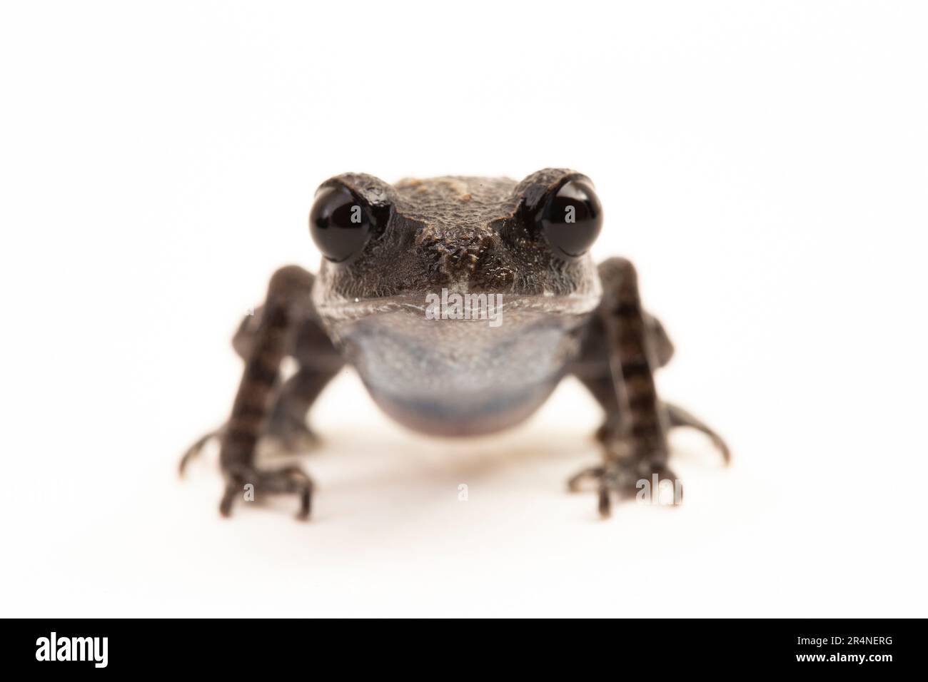 Rospo di Hasselt, rospo di Giava, rana da cucciolata di Hasselt, Leptobrachium hasseltii isolato su sfondo bianco Foto Stock