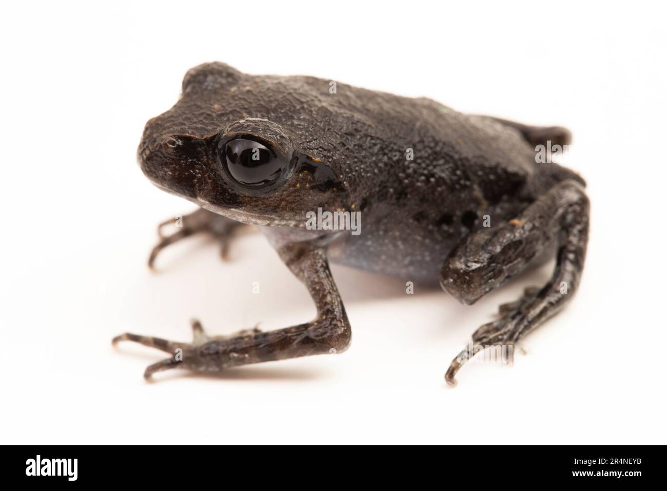 Rospo di Hasselt, rospo di Giava, rana da cucciolata di Hasselt, Leptobrachium hasseltii isolato su sfondo bianco Foto Stock