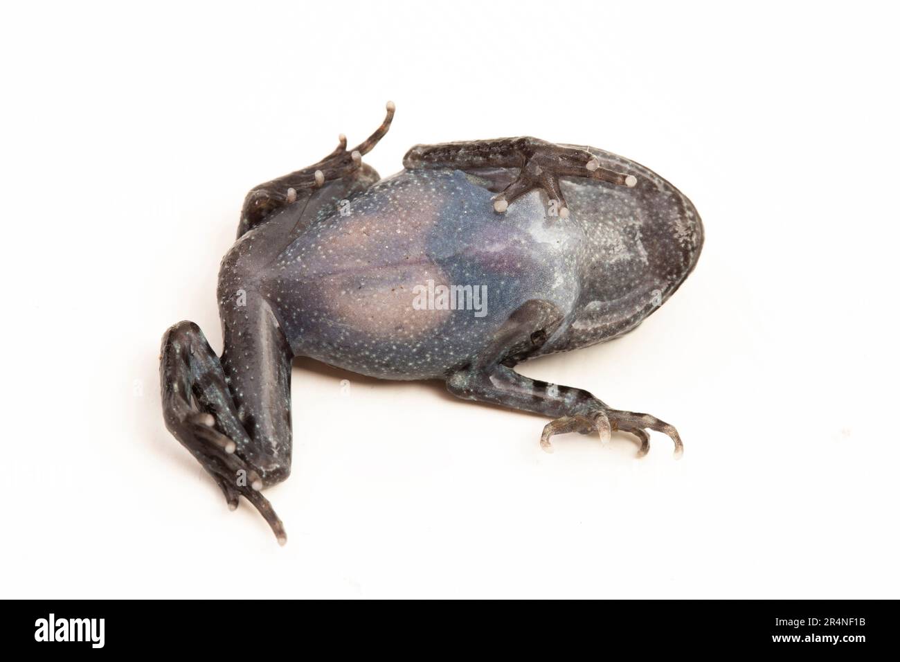 Rospo di Hasselt, rospo di Giava, rana da cucciolata di Hasselt, Leptobrachium hasseltii isolato su sfondo bianco Foto Stock
