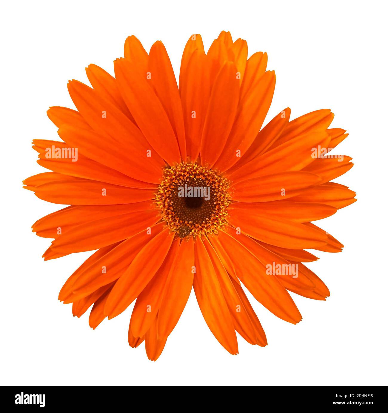 Singolo fiore arancione Gerbera isolato su sfondo bianco. Oggetto con maschera di ritaglio. Elemento di progettazione. Foto Stock