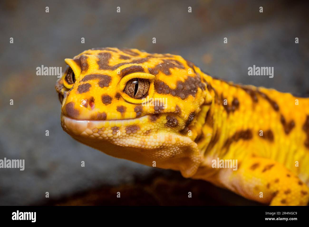 Ritratto di un geco leopardo, primo piano della testa di un geco leopardo Foto Stock