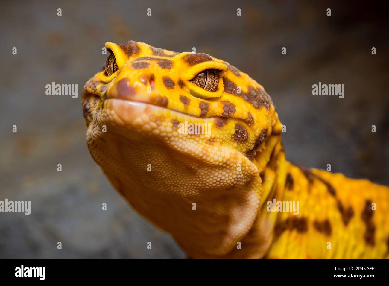 Ritratto di un geco leopardo, primo piano della testa di un geco leopardo Foto Stock