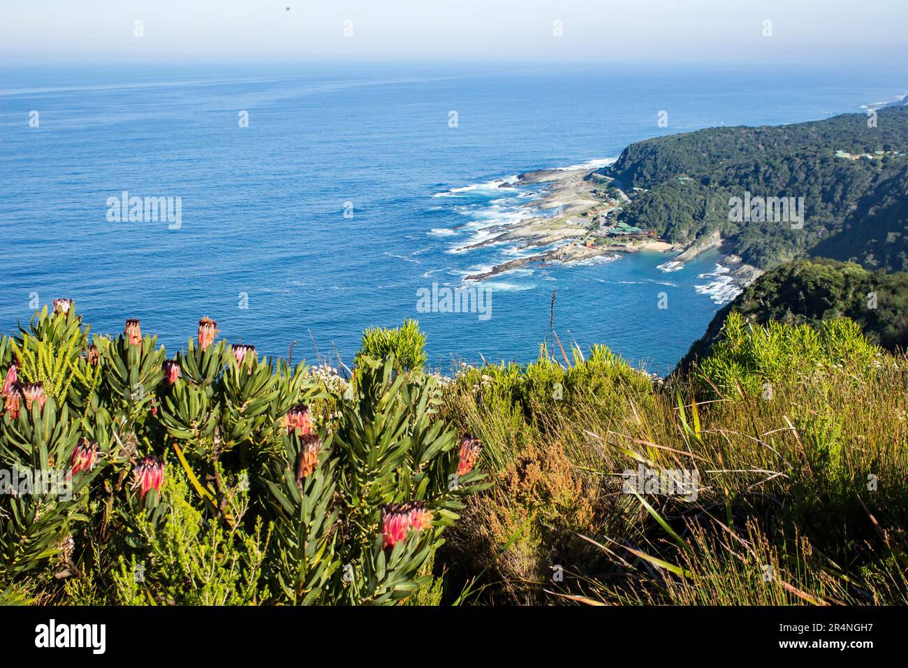 Vista lungo la costa montuosa di Tsitsikamma del Sud Africa, con una foglia di Oleander protea in fiore in primo piano Foto Stock