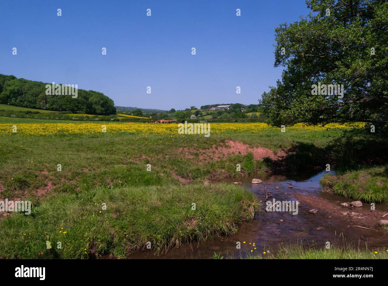 Ruscello e campo da boccale sull'Herefordshire Trail lungo percorso Peterchurch Herefordshire Inghilterra Regno Unito il delizioso giorno di maggio Foto Stock