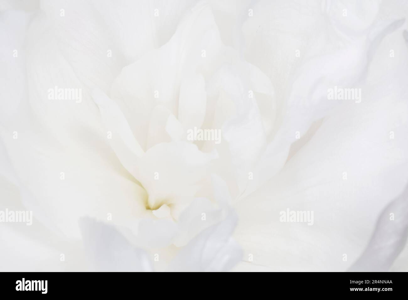primo piano di una bella fioritura di peonia bianca Foto Stock